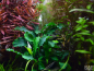 Preview: Bucephalandra pygmaea 'Bukit Kelam/ Wavy Green/ Wavy Leaf' 1-2-Grow!